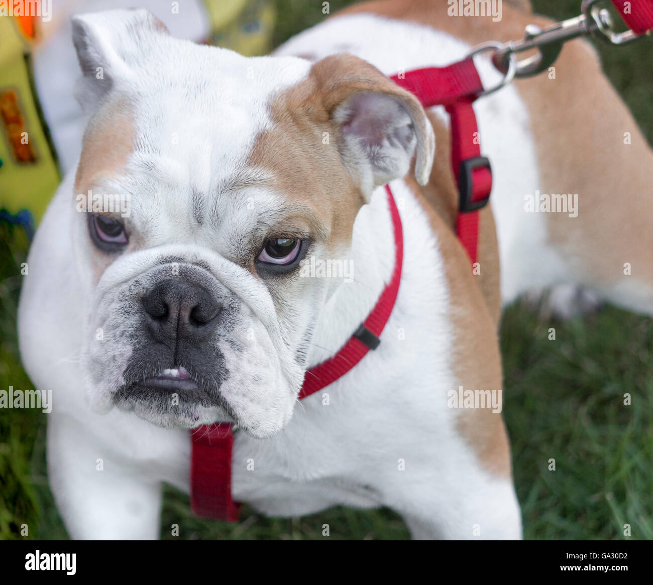 English bulldog puppy on harness Stock Photo