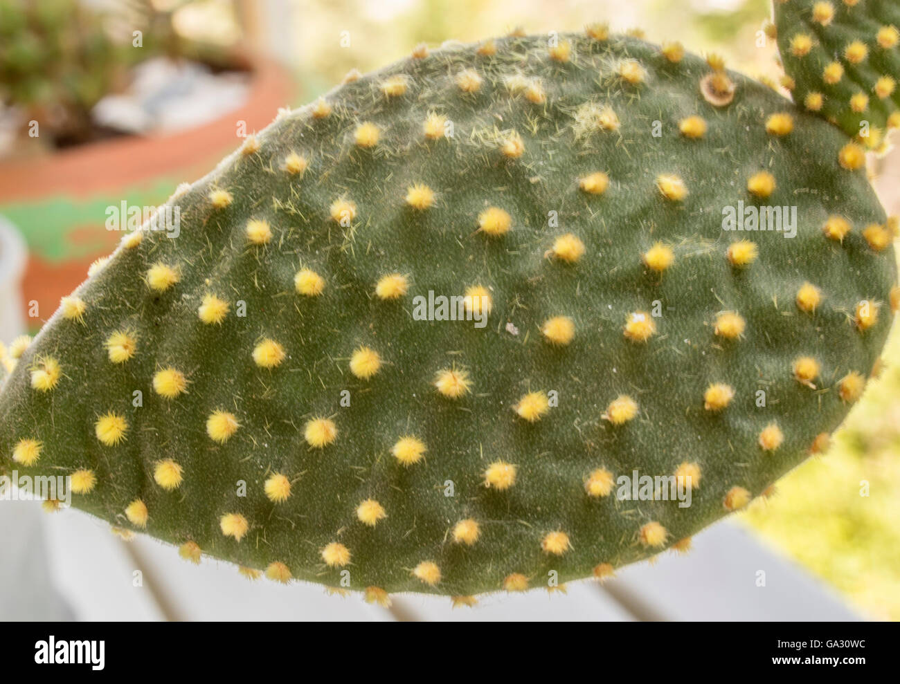 Cactus leaf hires stock photography and images Alamy