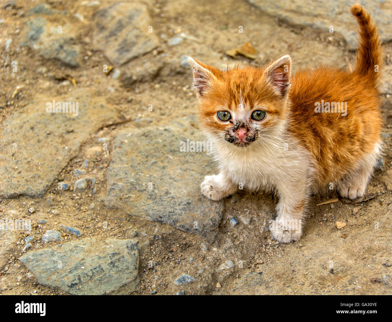mini cat,small cat Stock Photo