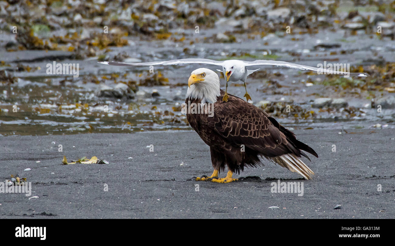 Gull harassing a bald eagle on the beach Stock Photo Alamy