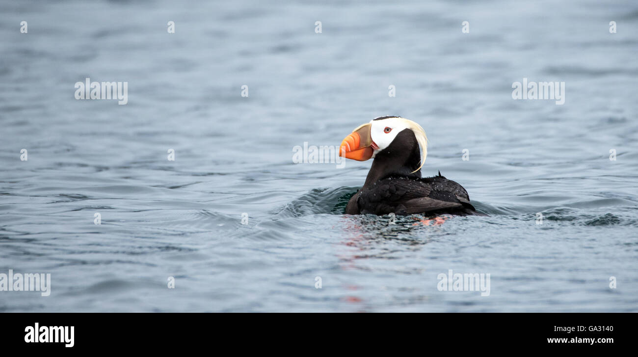 Tufted Puffing sits on the water near St Lazaria Island in SE Alaska Stock Photo