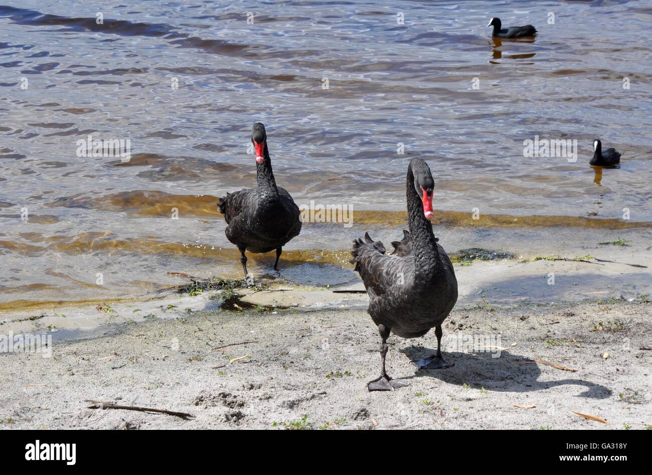 Australian black swans walking in a wetland lake setting with bright red bills and black plumage in Western Australia. Stock Photo