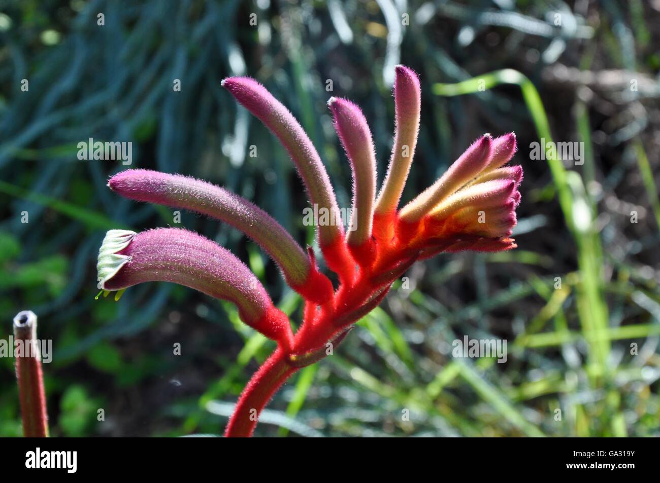 Closeup of Kangaroo Paw perennial plant with velvety red tubular