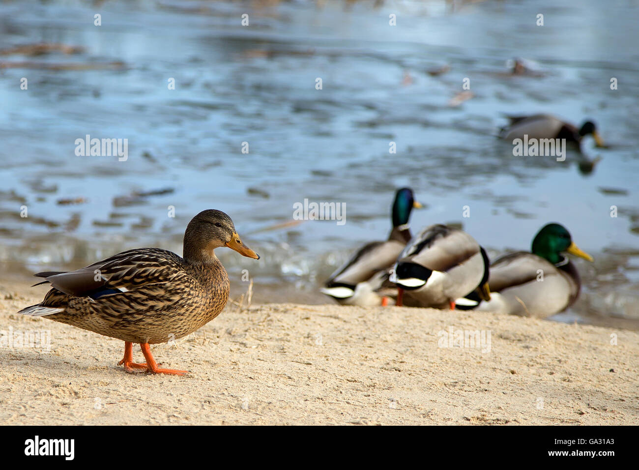 Duck in the wild near the lake Stock Photo