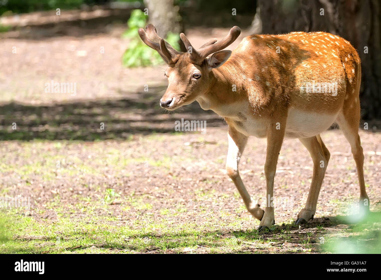 Fallow deer in the forest Stock Photo