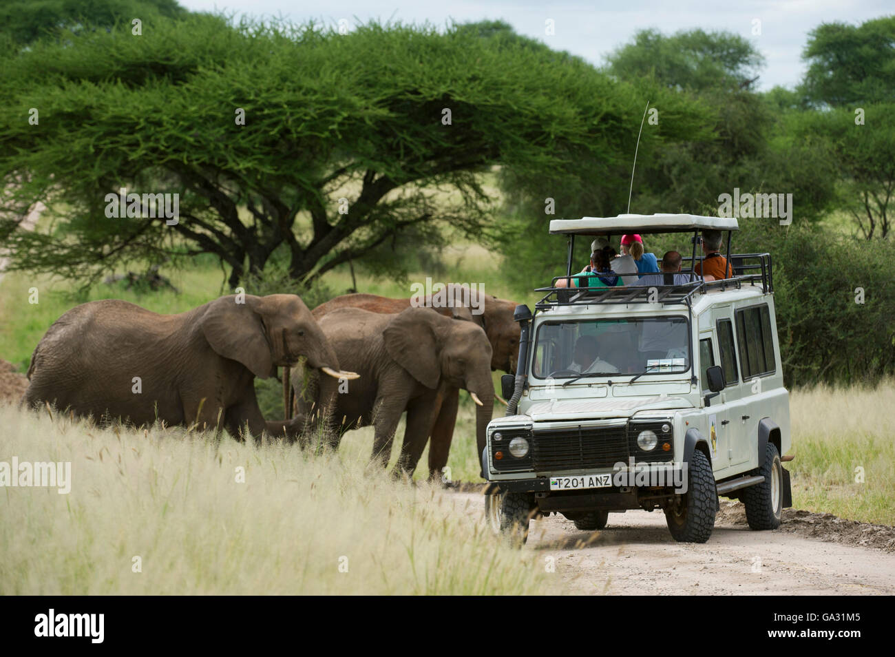 Tourists in a safari vehicle watching African elephants (Loxodonta africana africana), Tarangire National Park, Tanzania Stock Photo