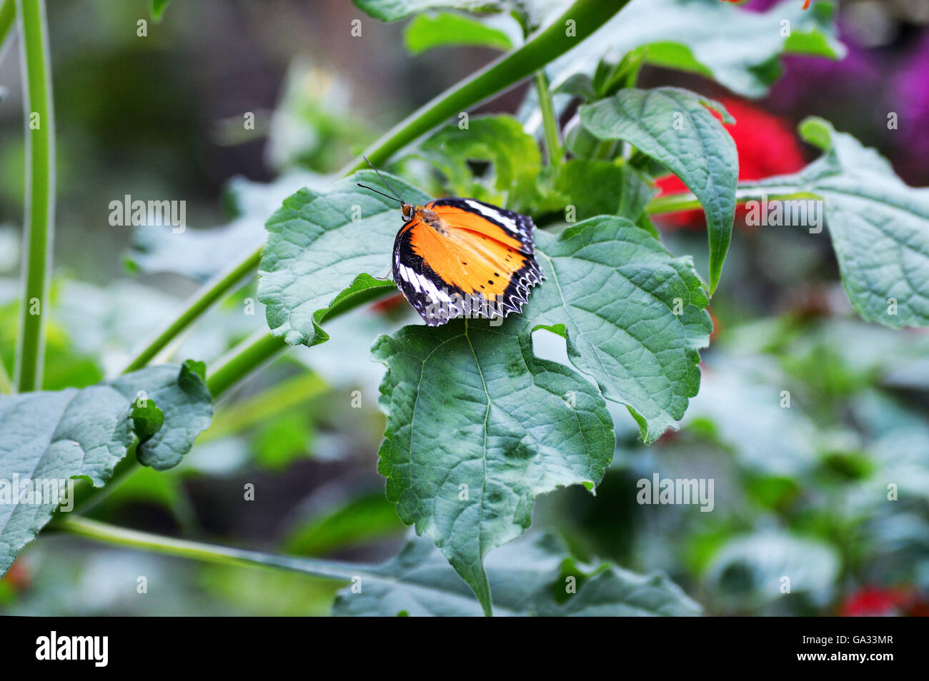 Butterfly in the garden Stock Photo - Alamy