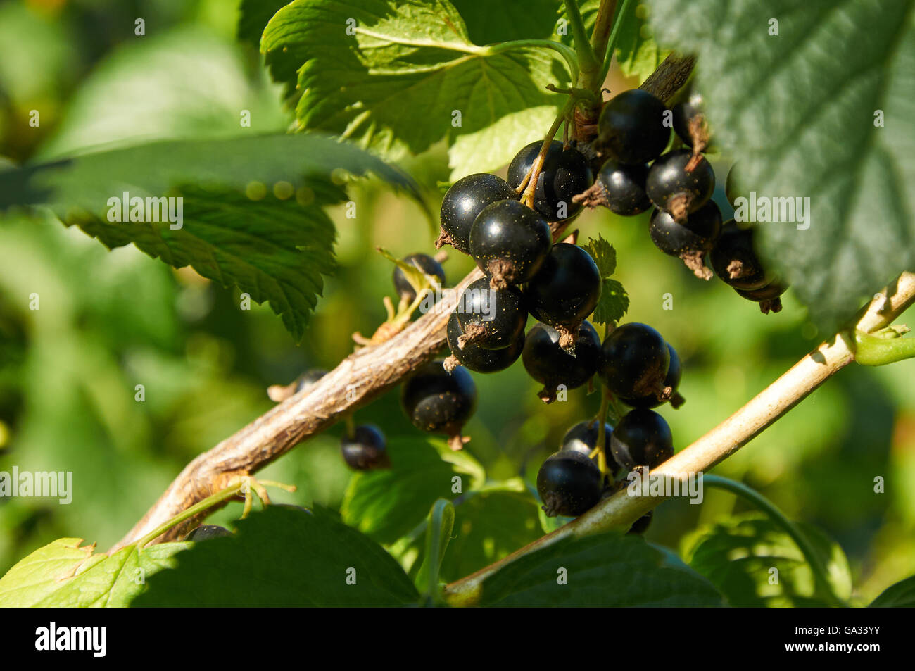 ripe berries of black currant on the bush Stock Photo