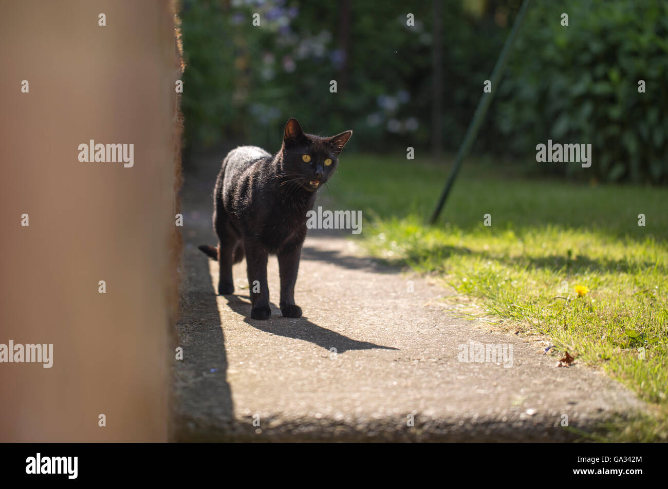A black cat in the garden Stock Photo - Alamy