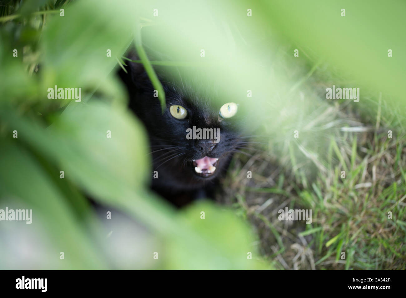 A black cat in the garden Stock Photo - Alamy