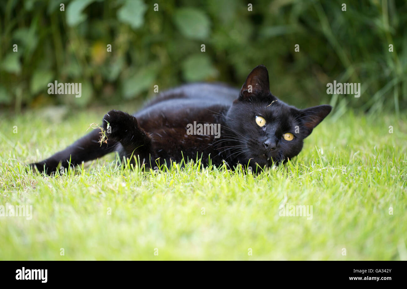 A black cat in the garden Stock Photo - Alamy