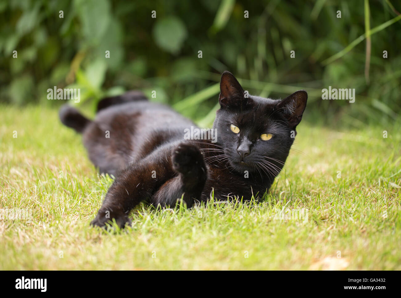 A black cat in the garden Stock Photo - Alamy