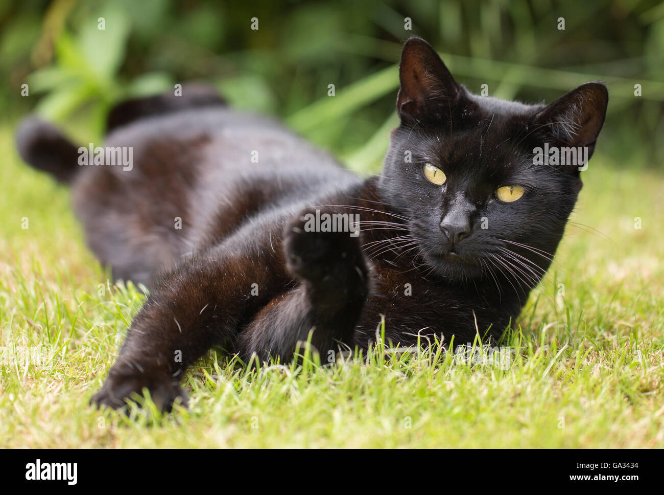 A black cat in the garden Stock Photo Alamy