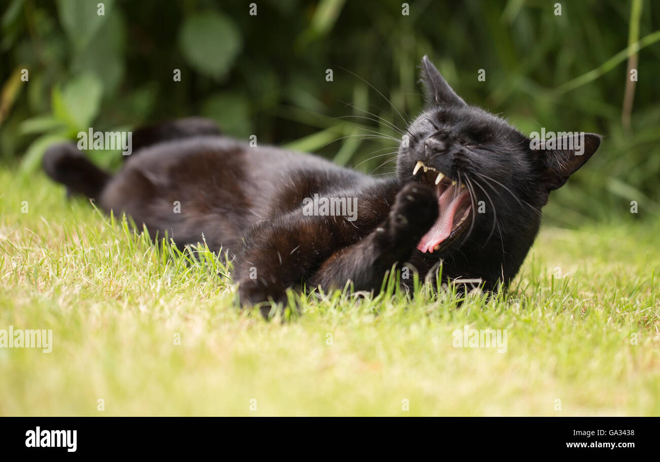 White cat relaxing on garden hi-res stock photography and images - Alamy