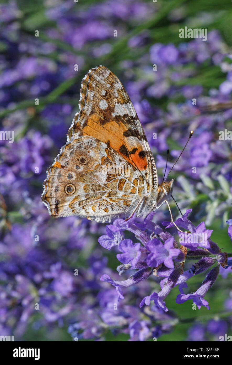 Painted Lady butterfly on lavender flower Stock Photo