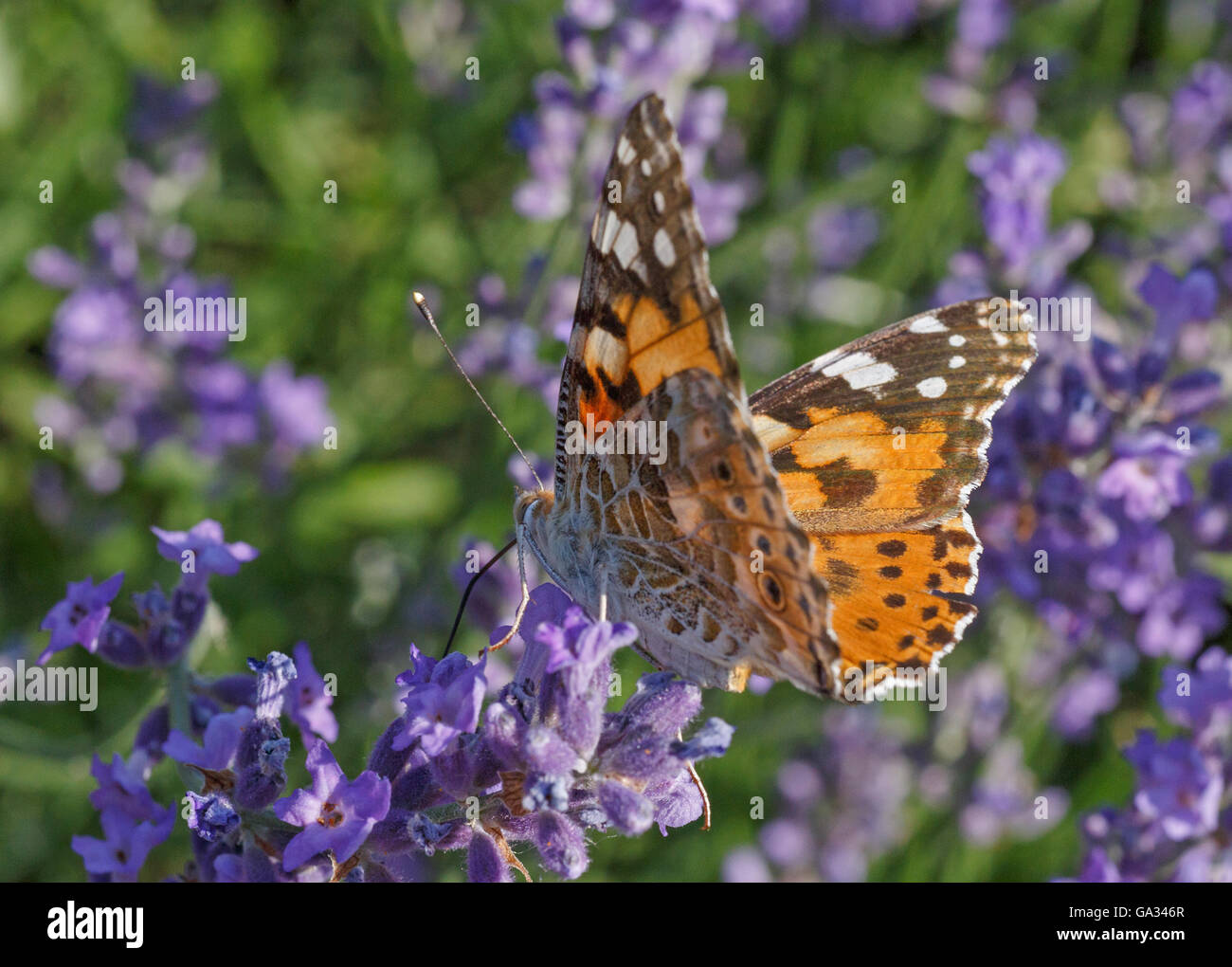 Lavender lady hires stock photography and images Alamy