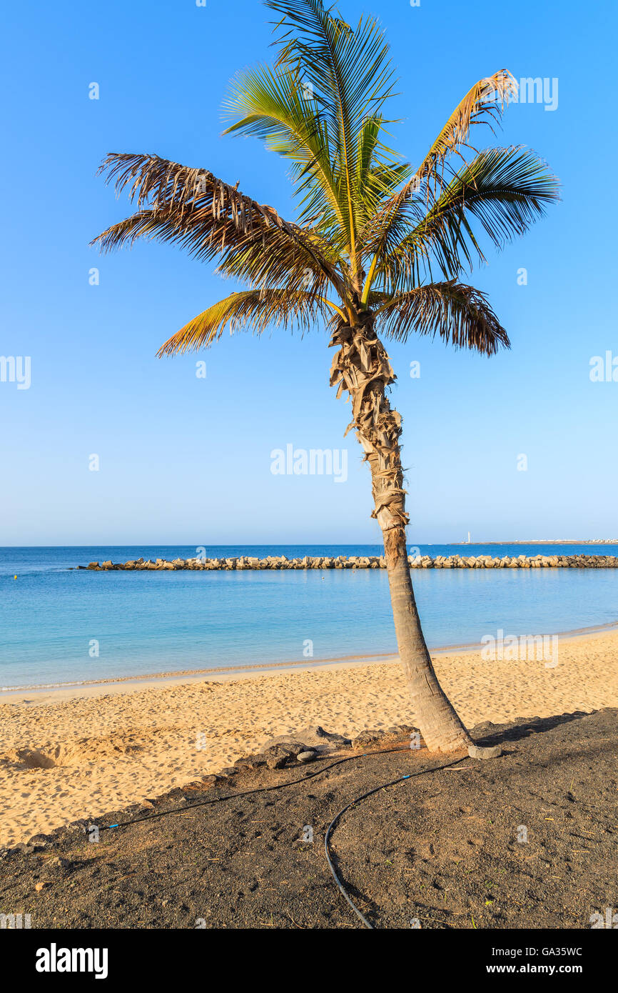 Palm tree on Flamingo beach in Playa Blanca resort, Lanzarote island, Spain Stock Photo