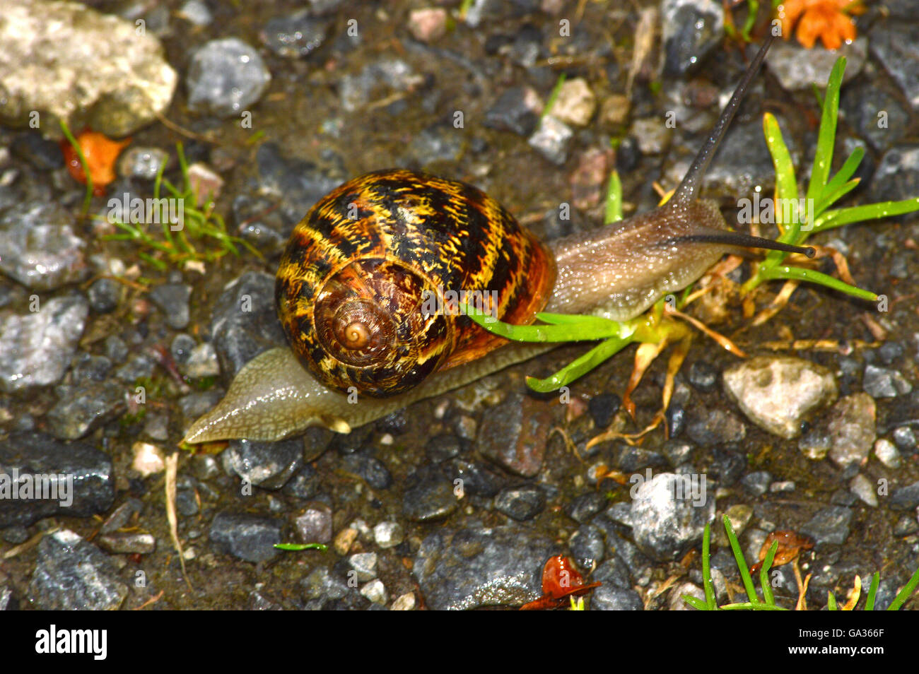 Common garden snail, cornu aspersum, Helicidae family Stock Photo