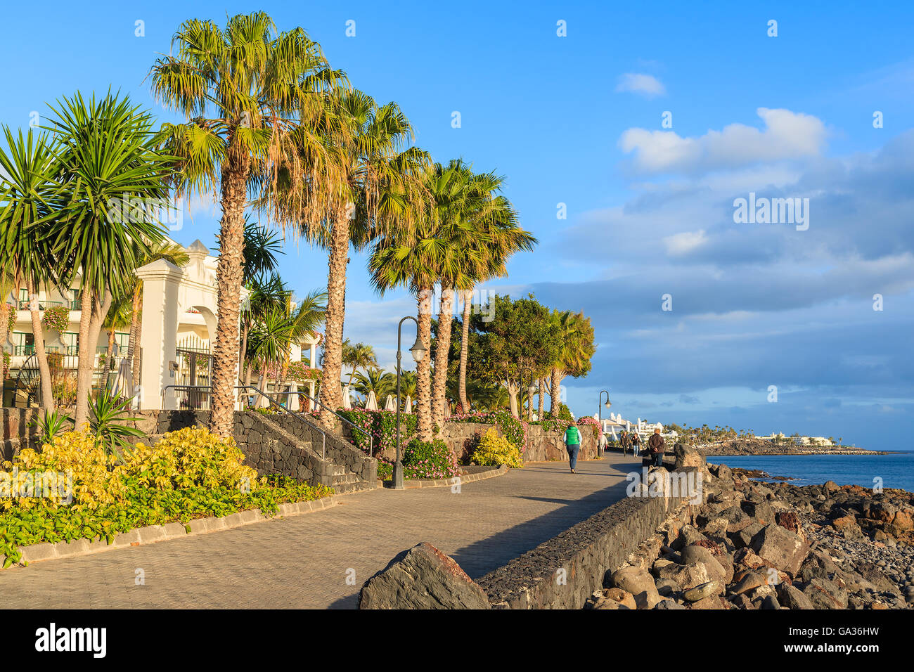 Palm Trees On Coast Of Lanzarote Island In Playa Blanca