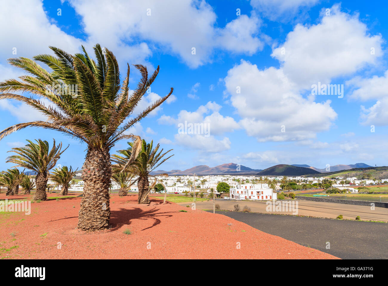 Palm trees on red volcanic soil in Uga village, Lanzarote, Canary Islands, Spain Stock Photo