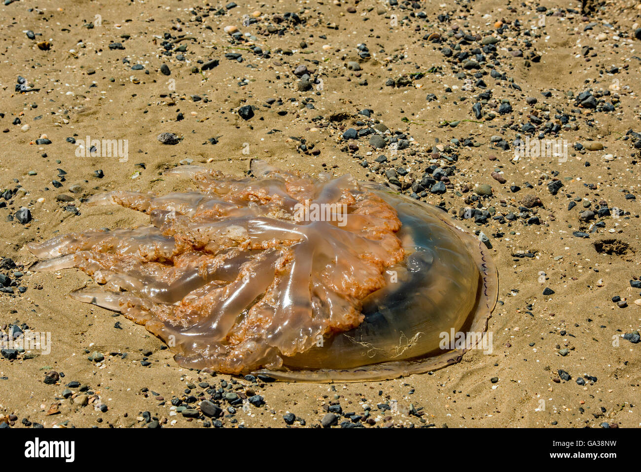 Barrel Jellyfish washed up on the beach at high tide in south Wales UK Stock Photo