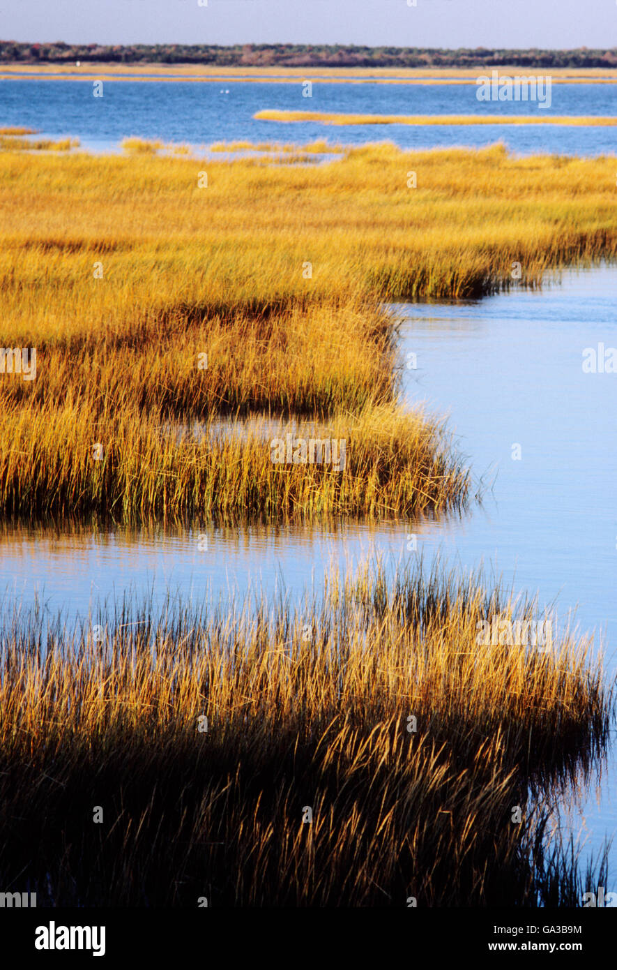 Marsh grasses golden at sunset; New Jersey coast; USA Stock Photo