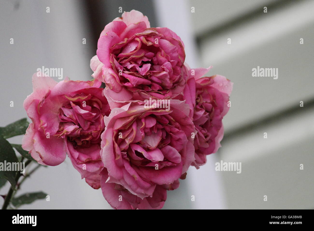 beautiful in pompous bloom French pink garden roses on bush Stock Photo