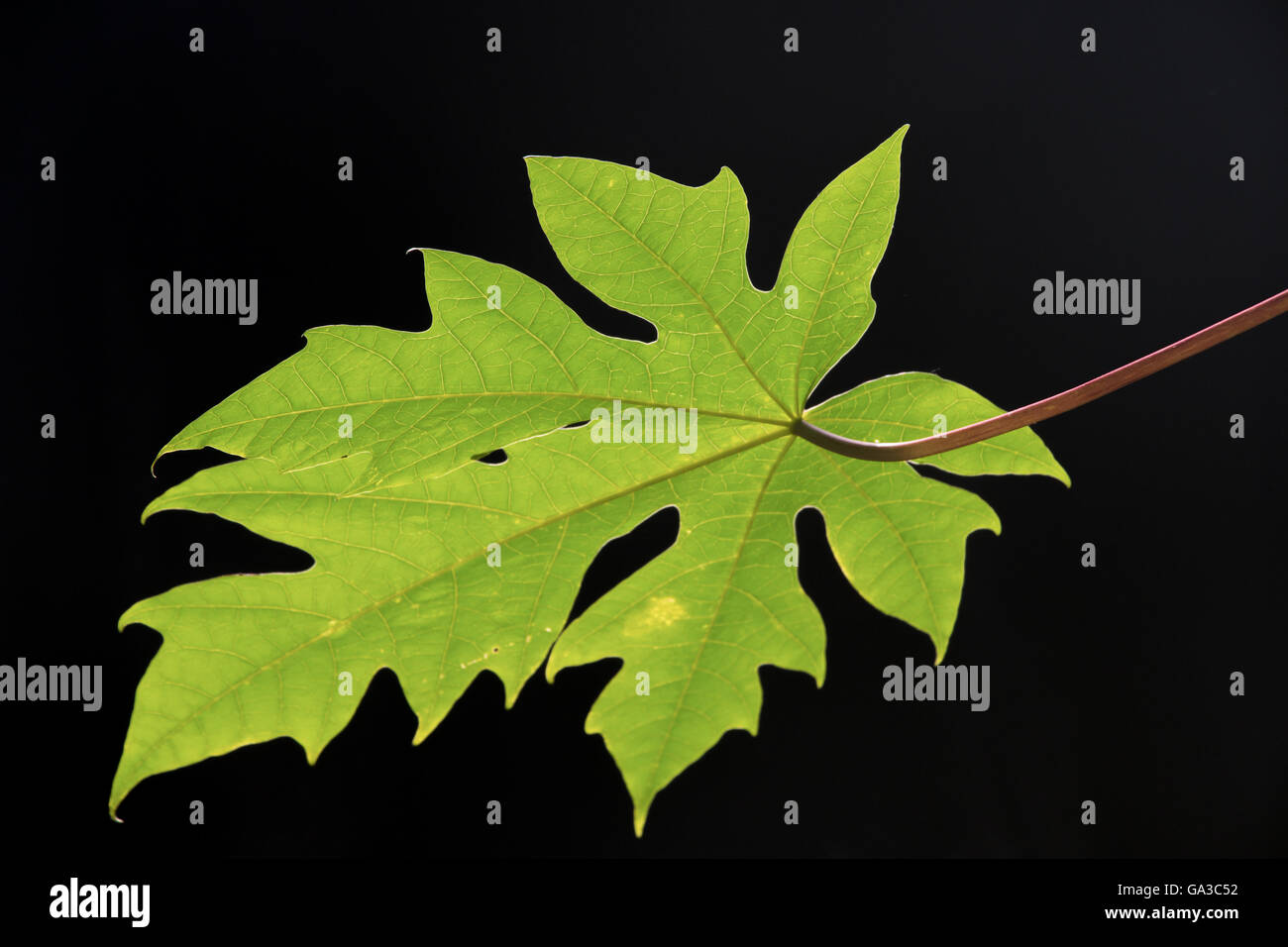 Papaya leaf black  background wallpaper Stock Photo
