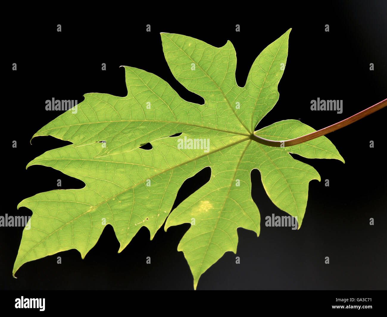 Papaya leaf black  background wallpaper Stock Photo