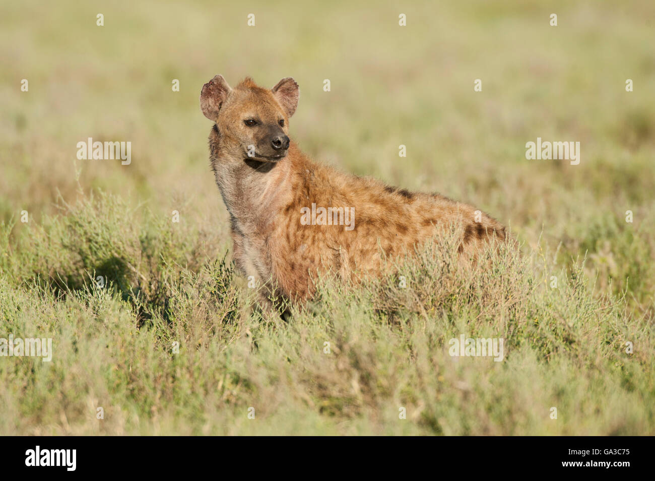 Spotted hyena (Crocuta crocuta), Serengeti National Park, Tanzania