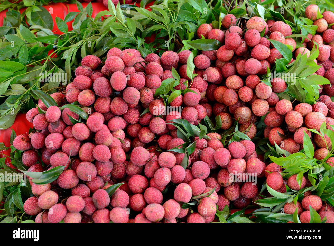 Lechee Fruits at the day Market in the city of Phuket on the Phuket Island in the south of Thailand in Southeastasia. Stock Photo