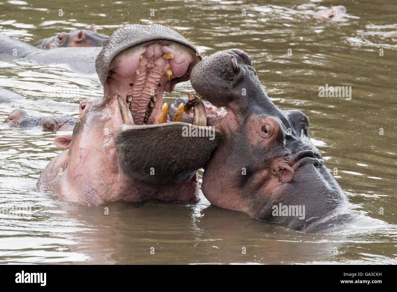 Hippopotamus fighting (Hippopotamus amphibius), Serengeti National Park, Tanzania Stock Photo