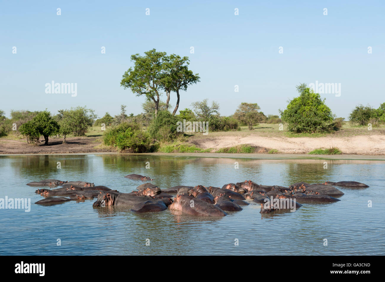 Hippopotamus in the Grumeti River (Hippopotamus amphibius), Serengeti National Park, Tanzania Stock Photo