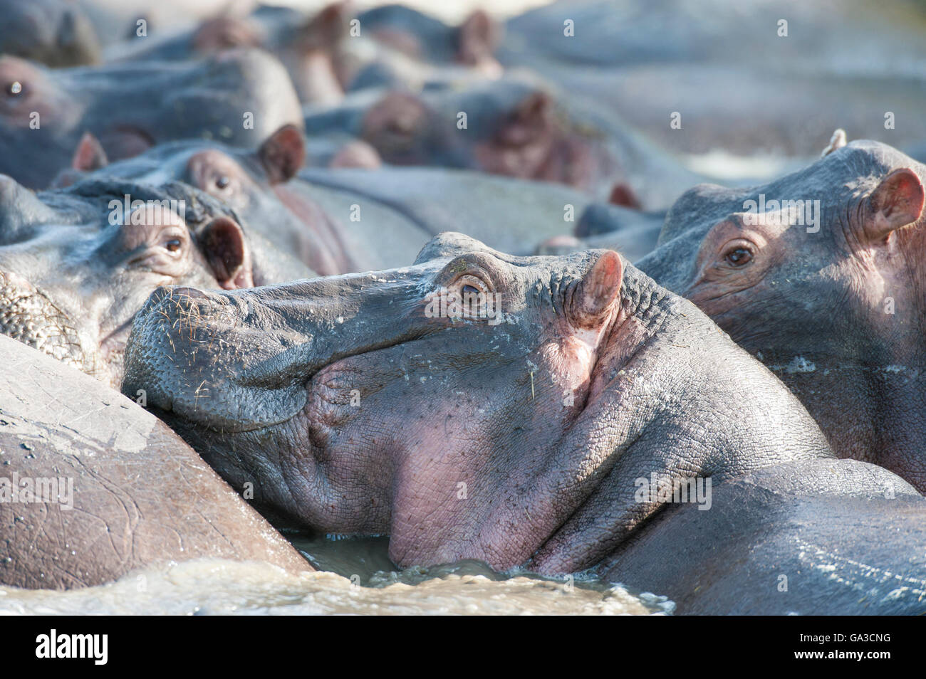 Hippopotamus (Hippopotamus amphibius), Serengeti National Park, Tanzania Stock Photo