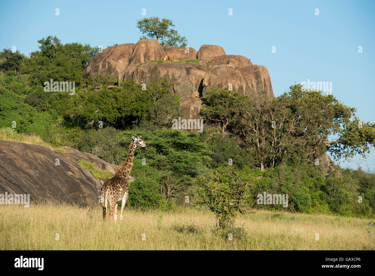 Maasai giraffe (Giraffa camelopardalis tippelskirchi), Moru Koppies, Serengeti National Park, Tanzania Stock Photo
