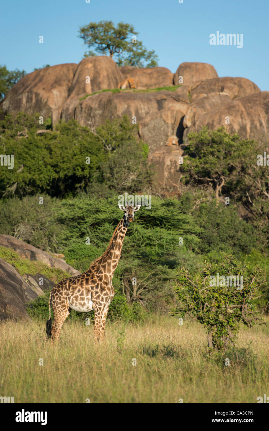 Maasai giraffe (Giraffa camelopardalis tippelskirchi), Moru Koppies, Serengeti National Park, Tanzania Stock Photo
