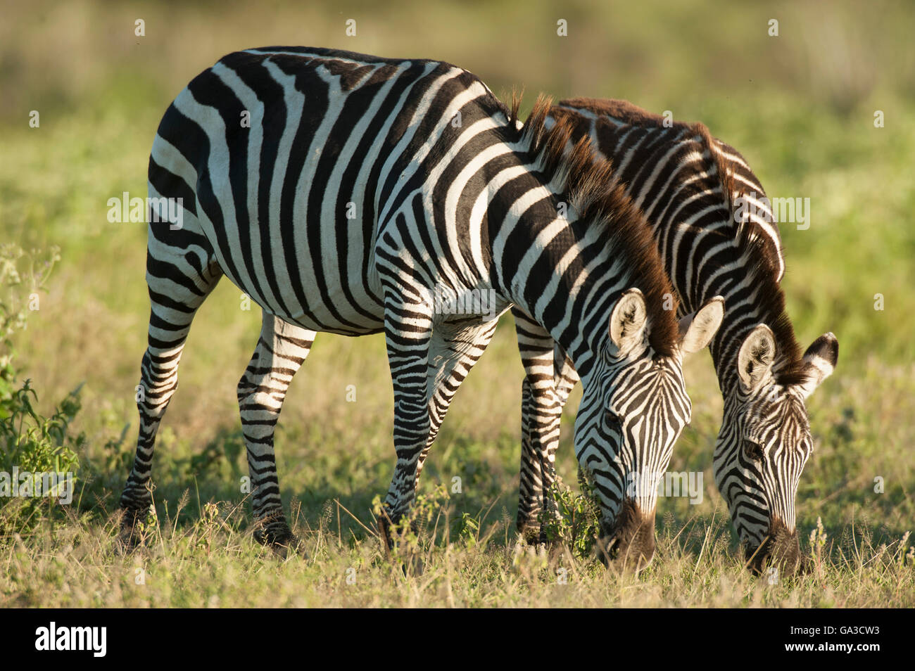 Burchell's zebras (Equus burchellii), Serengeti National Park, Tanzania Stock Photo