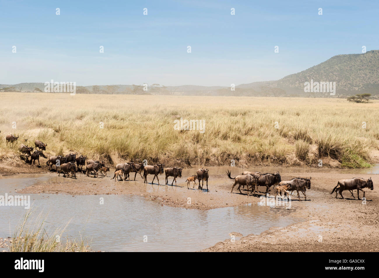 Blue wildebeest (Connochaetes taurinus) migration, Serengeti National Park, Tanzania Stock Photo