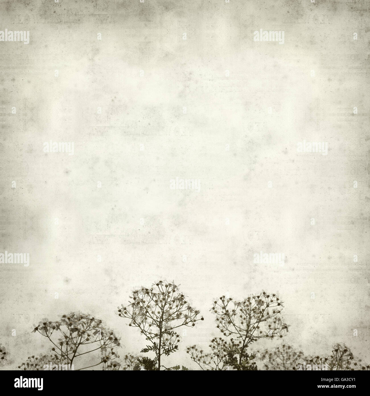 textured old paper background with silver leaf plant Stock Photo