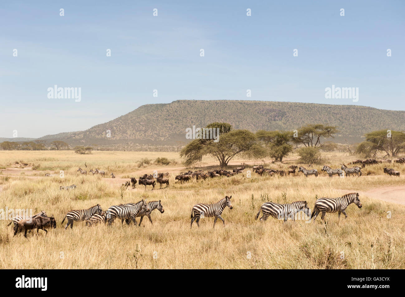 Burchell's zebra (Equus burchellii) and Blue wildebeest (Connochaetes taurinus) in the great migration, Serengeti National Park, Stock Photo