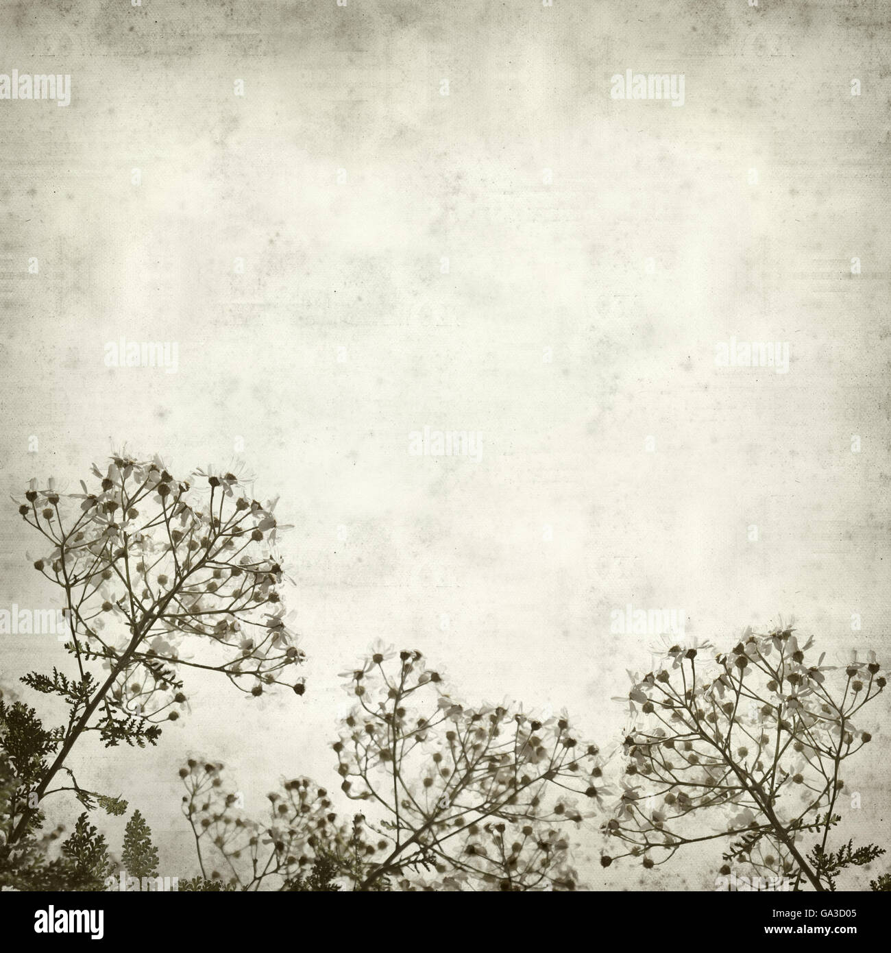 textured old paper background with silver leaf plant Stock Photo