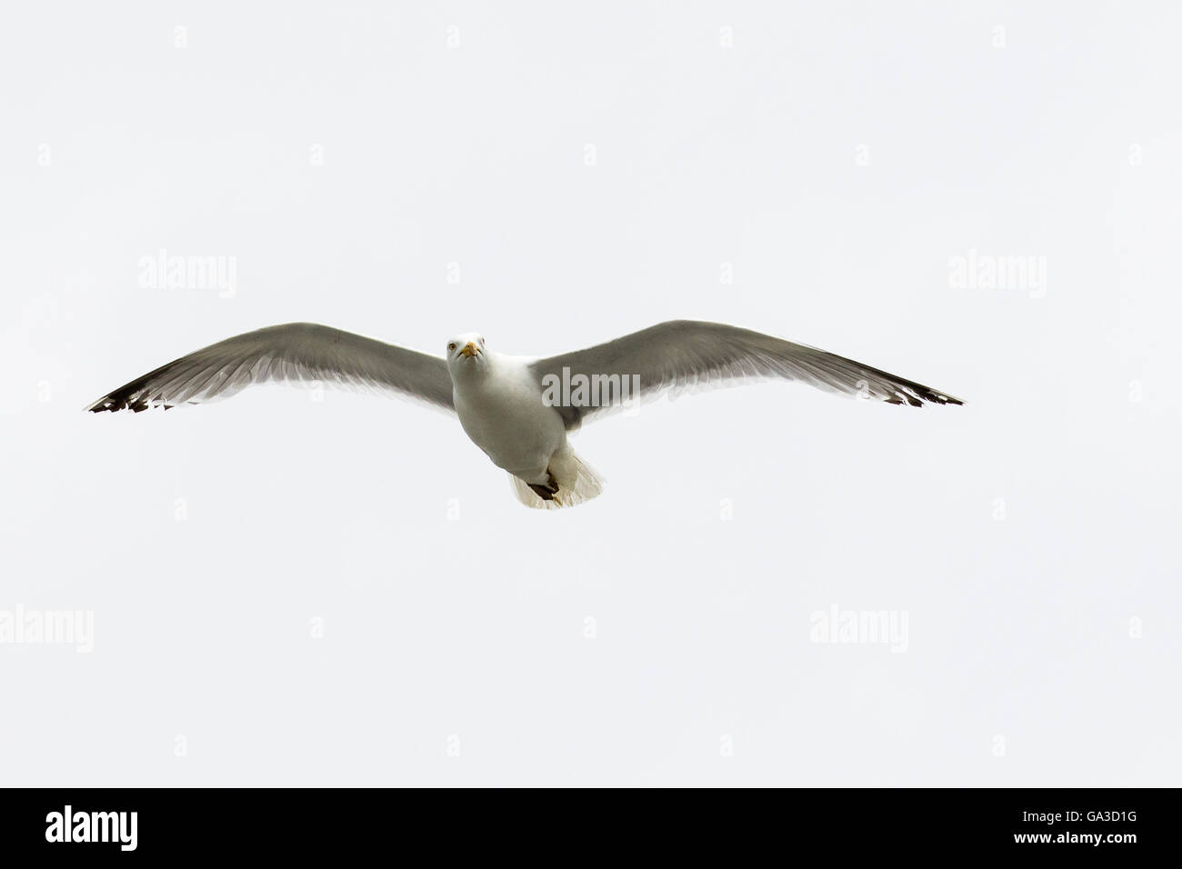 A herring gull flying in the skies at Borth Stock Photo Alamy