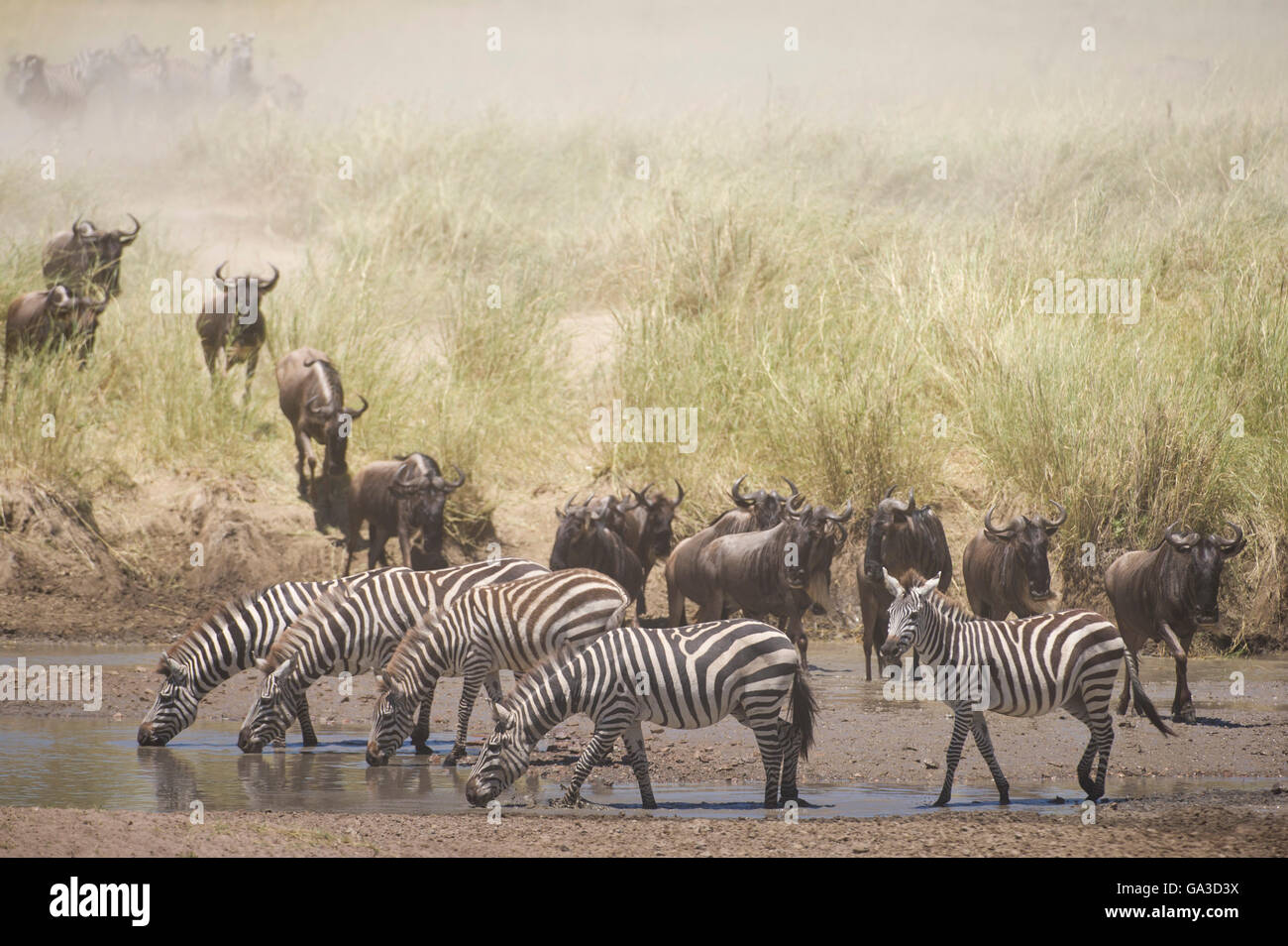 Burchell's zebra (Equus burchellii) and Blue wildebeest (Connochaetes taurinus) in the great migration, Serengeti National Park Stock Photo