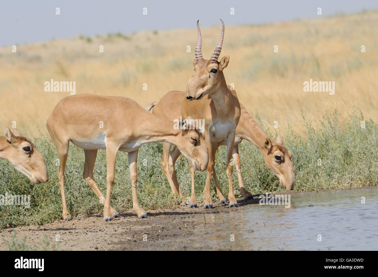 Wild Saiga antelopes (Saiga tatarica) near the watering place in the morning. Stock Photo