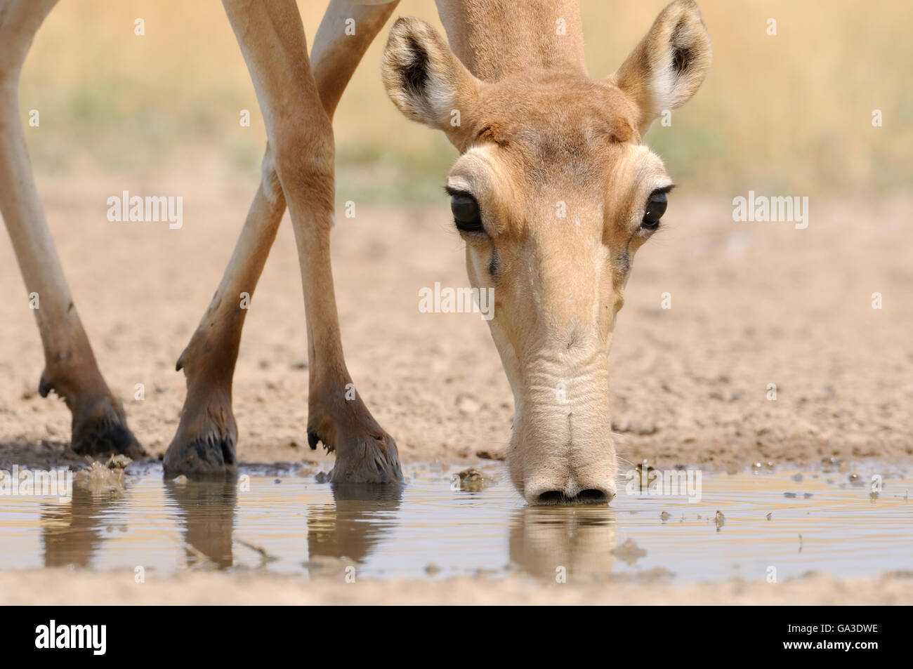 Drinking Saiga antelope (Saiga tatarica). Federal nature reserve Mekletinskii, Kalmykia, Russia, August, 2015 Stock Photo