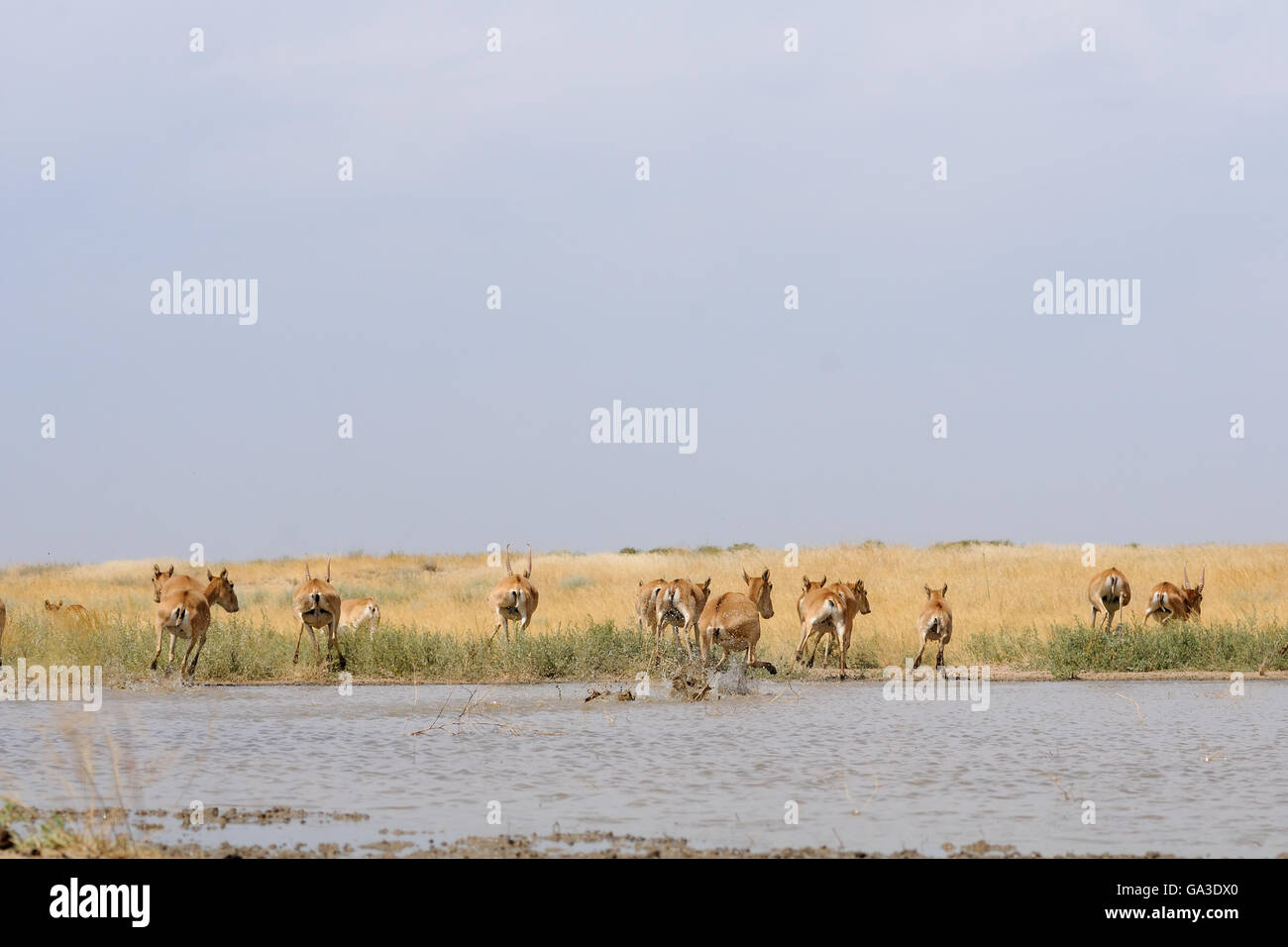 Critically endangered wild Saiga antelopes (Saiga tatarica) run from watering in steppe. Stock Photo