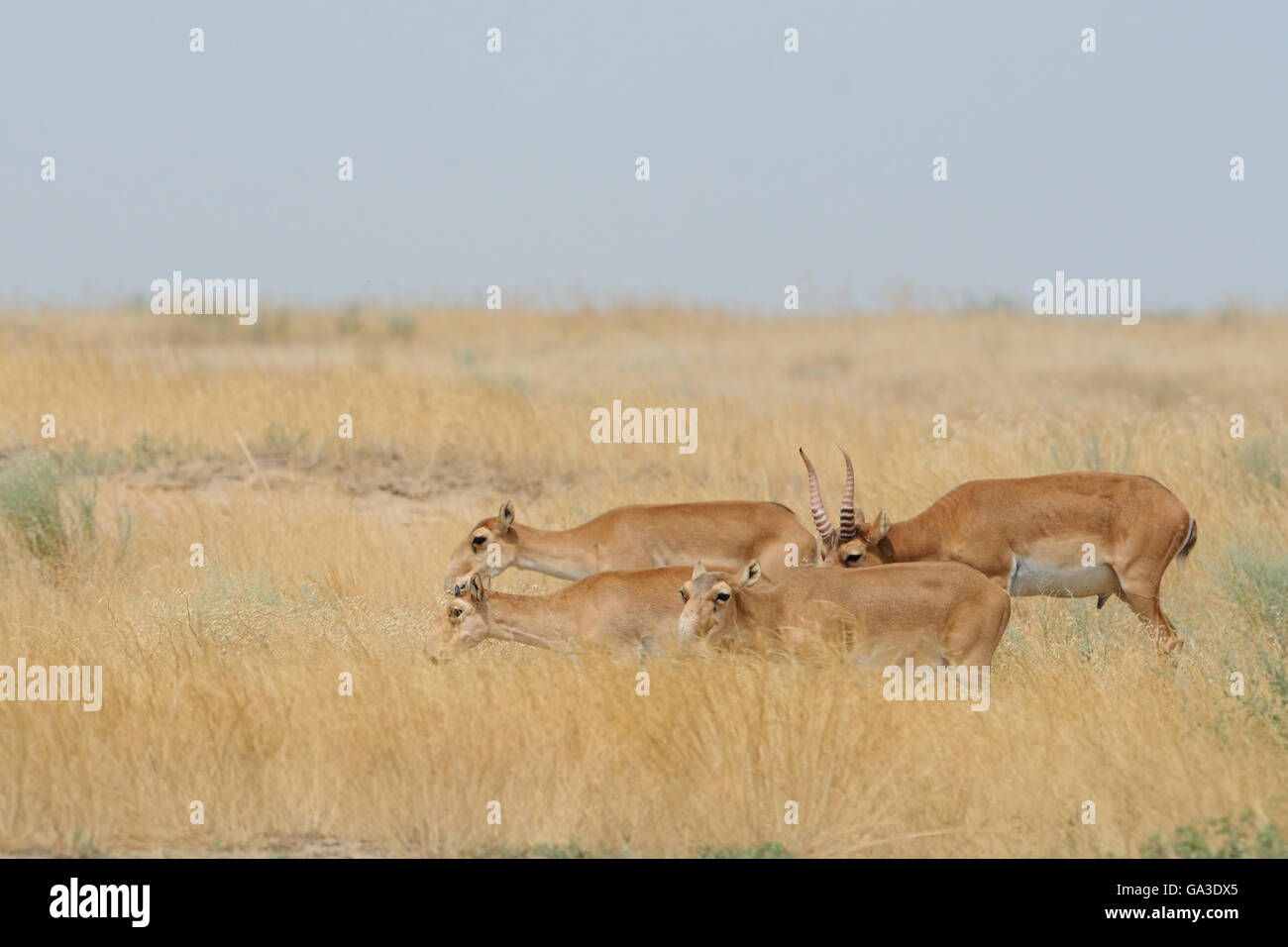Wild Saiga antelopes (Saiga tartarica) in morning steppe. Federal nature reserve Mekletinskii, Kalmykia, Russia, August, 2015 Stock Photo