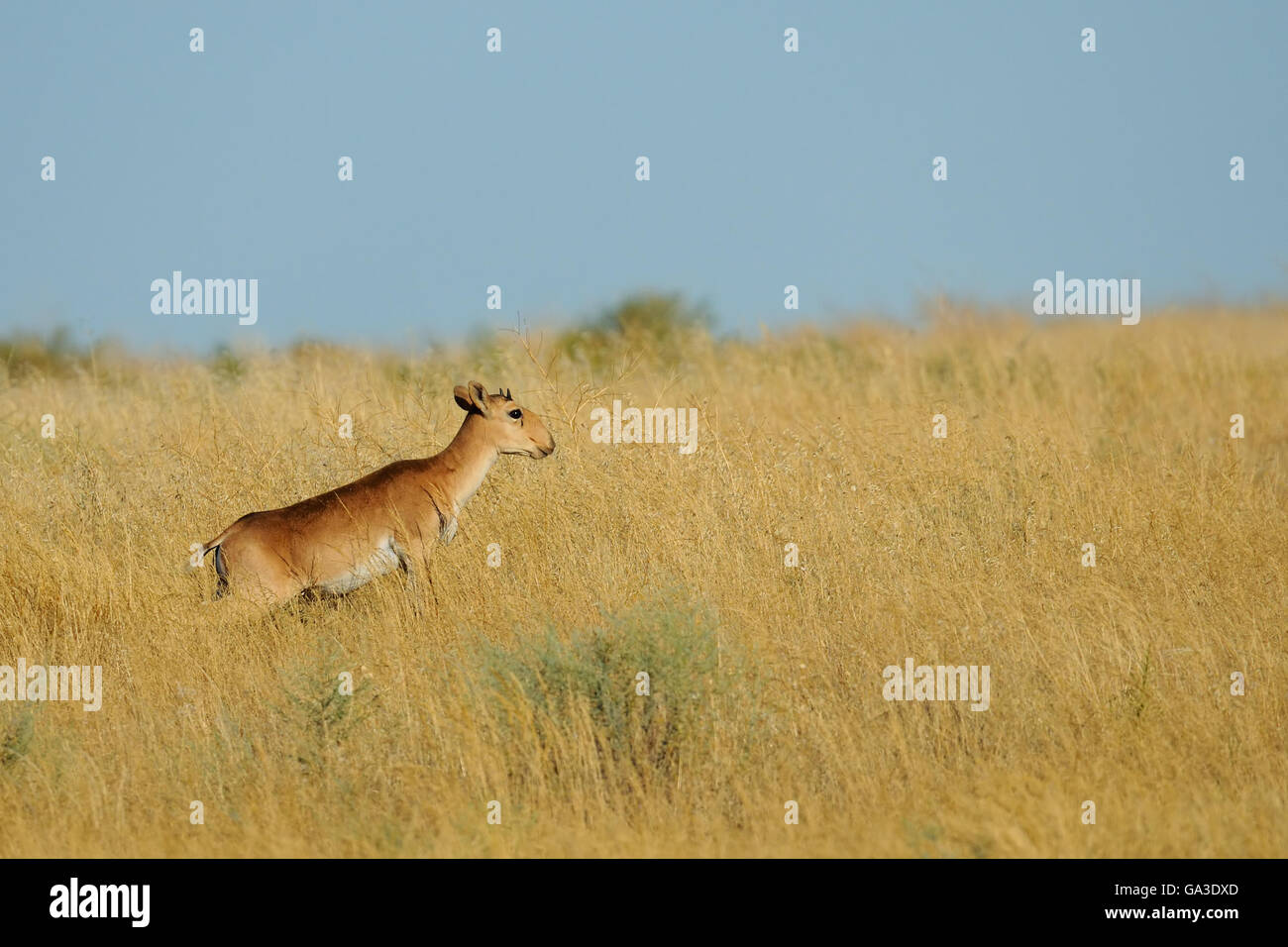 Young male wild Saiga antelope (Saiga tartarica) in morning steppe. Stock Photo