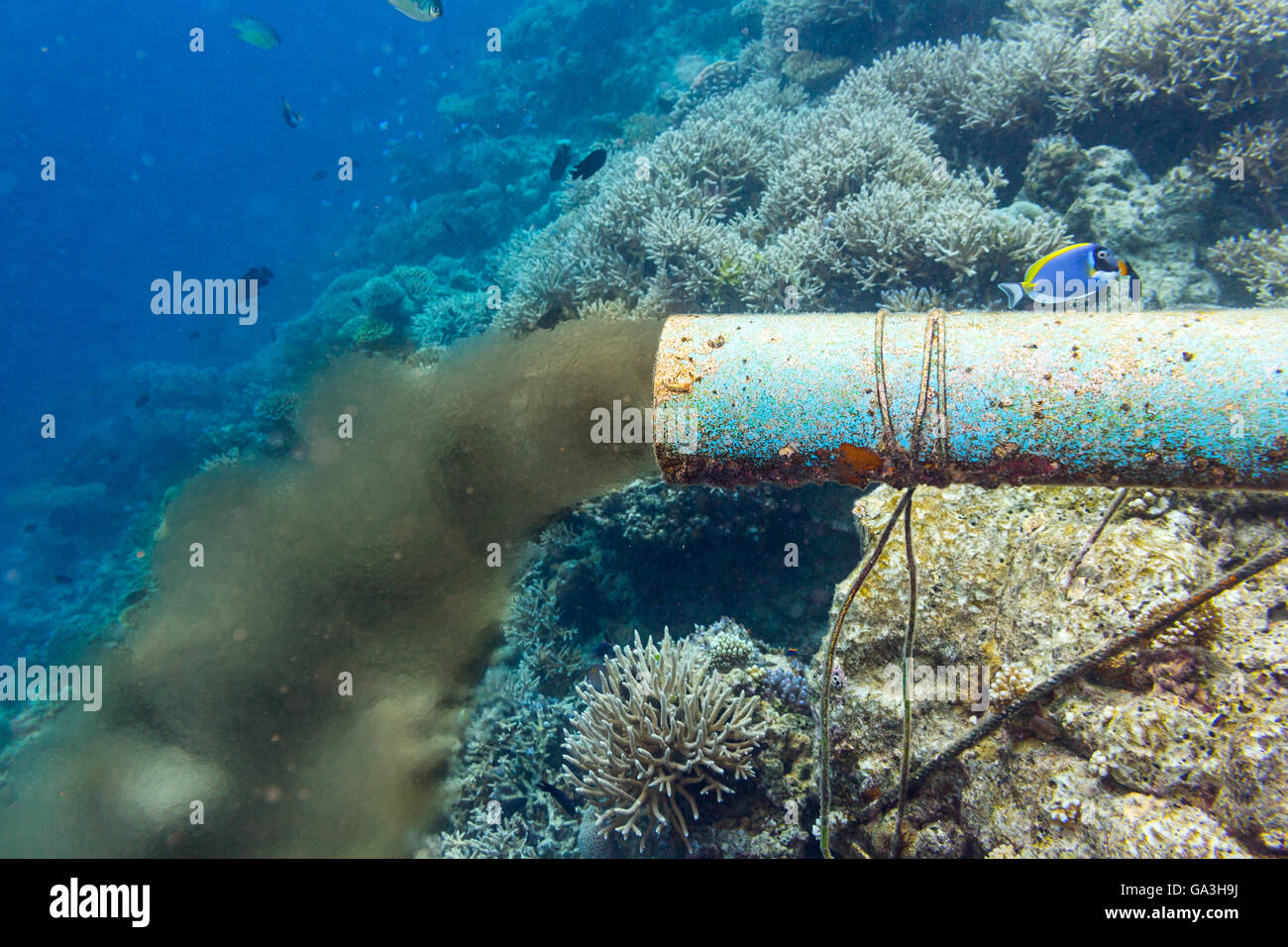 underwater sewer pipe in coral reef Stock Photo