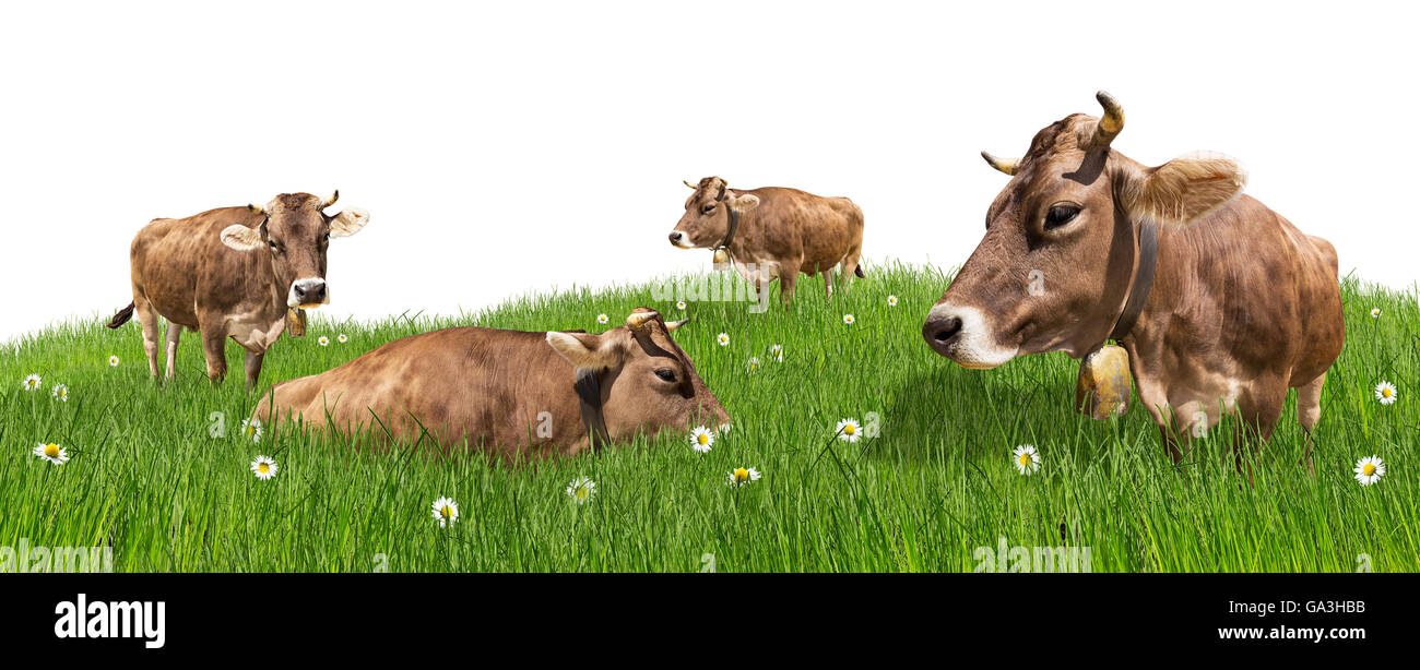 group of cows on green meadow isolated on white background Stock Photo Alamy